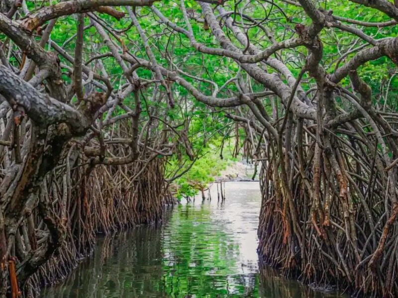 Madu River Boat Safari By Jaliya
