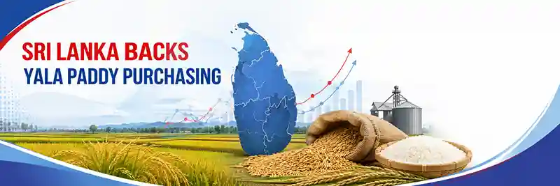 Conceptual Sri Lanka paddy field graphic explaining the Rs.7.5 billion interest-free Yala 2026 loan scheme for rice millers