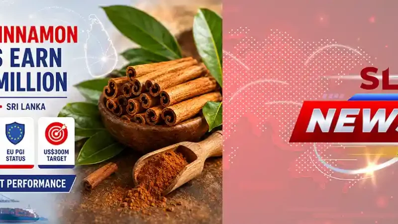 eylon cinnamon quills illustrating Sri Lanka’s cinnamon export earnings of about Rs. 40 billion in the first half of 2026