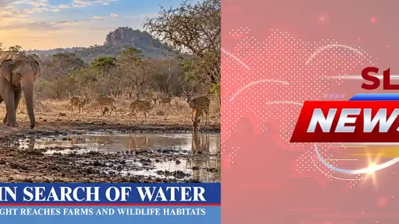 Dry Sri Lankan farmland showing the effects of the 2026 drought