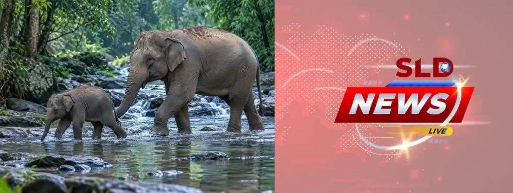 Wild Sri Lankan elephant and calf walking through their natural habitat
